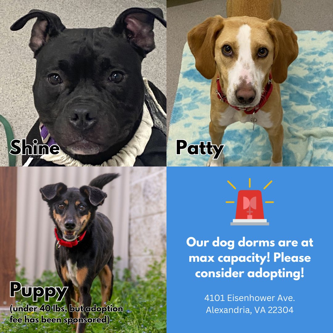 URGENT NEED FOR DOG ADOPTERS! 🚨We rarely have to make posts like this, but due to an intake increase and low adoption numbers over the past weeks, we are at critical capacity for dogs. Today through Sun., all dogs 40+ lbs. (+ a few others) have waived adoption fees! #adopt