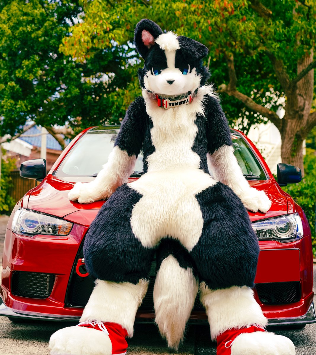 temerea's tweet photo. 愛車と一緒に🐕🚗
#FursuitFriday #fursuit https://t.co/fWCd2KCrRc