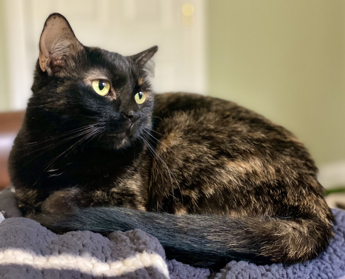 MissyBBBobtail's tweet image. Easy to see why she was a foster “fail.”  She’s as sweet as she is beautiful. #Pippa