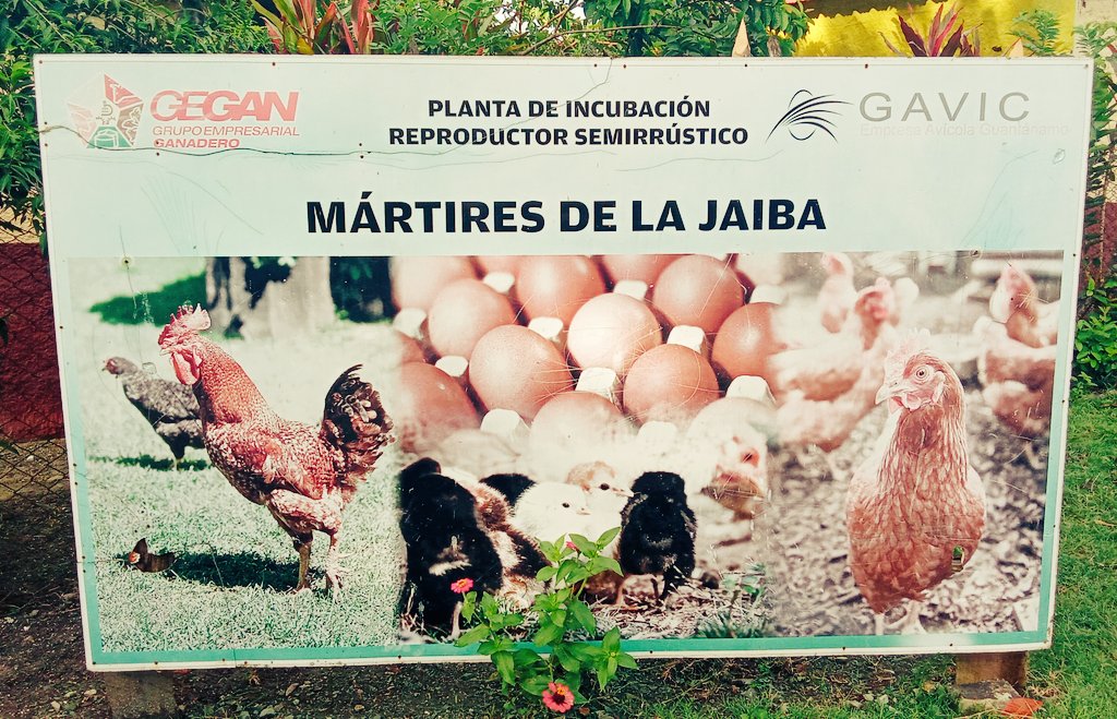 Inicia visita de trabajo el Presidente @DiazCanelB a #Yateras. El primer sitio de su visita es la Planta de Incubación Reproductor Semirrústico 'Mártires de Jaiba', planta que asegura pie de cría de pollos para las serranías yateranas. #DíazCanelEnGuantánamo #GuerrerosDelGuaso