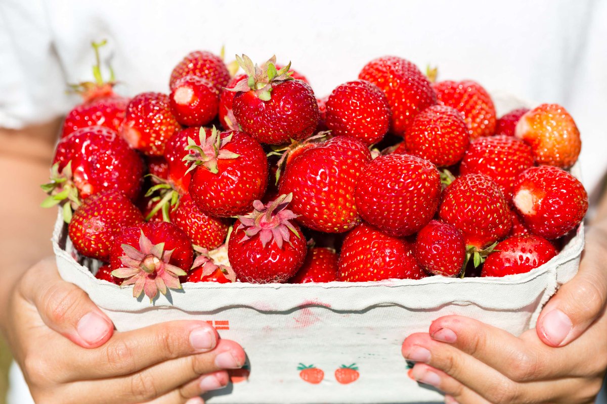 denmarkdotdk's tweet photo. 🍓Strawberry season is here🍓 

To celebrate, we give you a recipe for the classic Danish Strawberry Tart. We kid you not, it will probably be the best tart you will have this year!🤤

Check out the recipe here: https://t.co/ChAbqRITRn https://t.co/NKgeYPjvD6