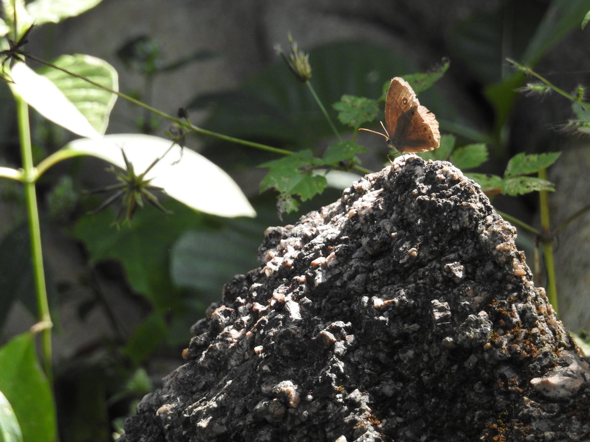 A bar of sun falls on a mud-brown butterfly, and for a second it looks like it's made of gold. Forests of Chhattisgarh.