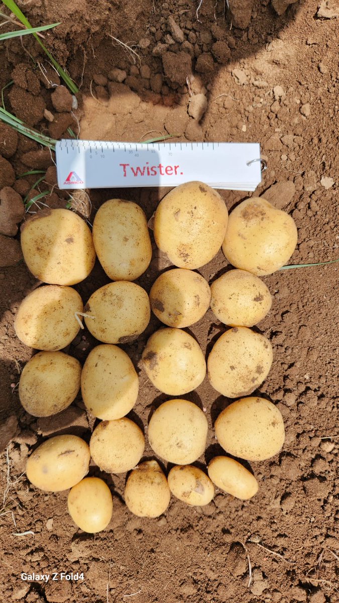 Olaf van Campen tweet media