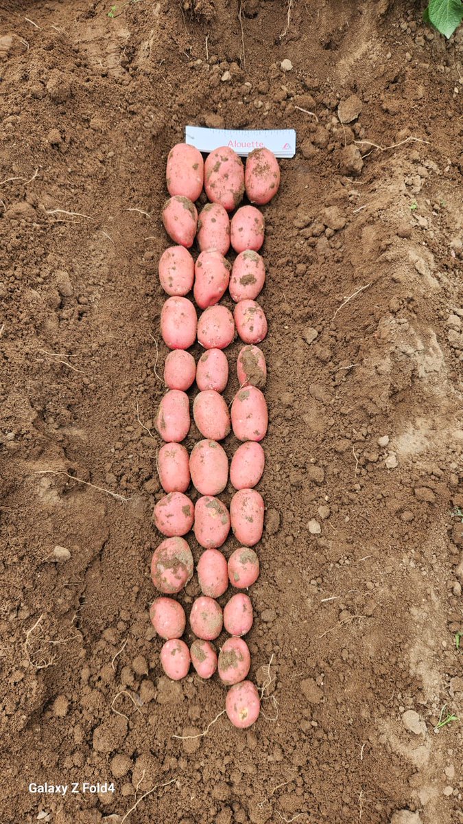 Olaf van Campen tweet media