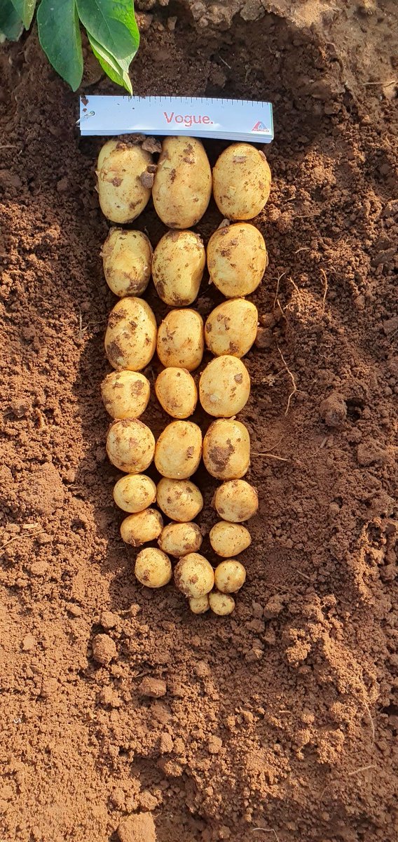 Olaf van Campen tweet media