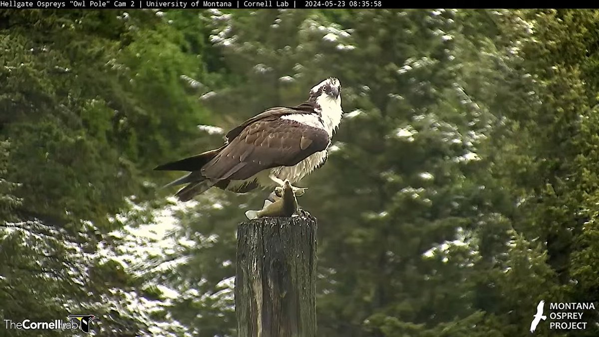 08:35, 5/23 Finnegan lands on the Owl Pole with a freshly caught Mountain Whitefish.
#HellgateOsprey