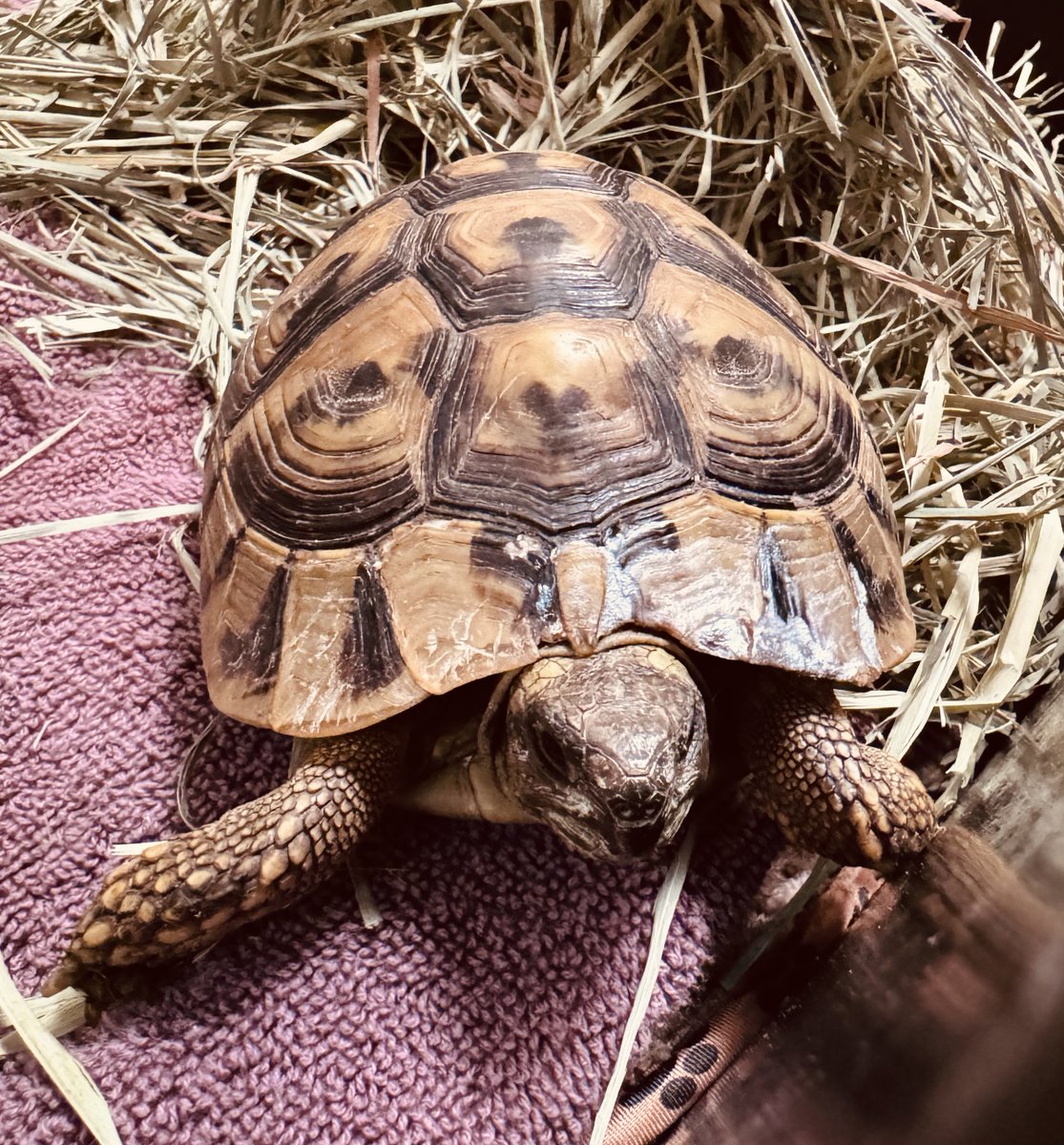 Today is #WorldTurtleDay - a day to celebrate turtles and tortoises - and we happen to have a tortoise patient here at AWLA! This female tortoise, Pistachio, was found outside with large cracks in her upper shell (carapace). We're happy to report that Pistachio is on the mend!