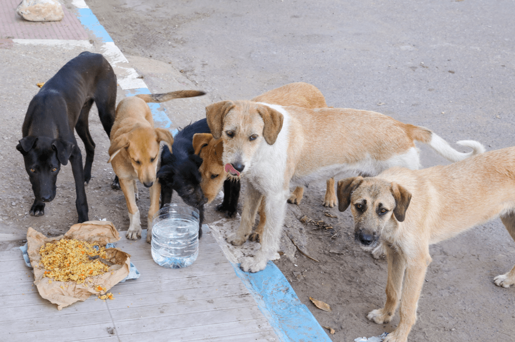 Başıboş köpeklerin sokaklarda sürü halinde yaşamasını normal bulan insanların büyük bir kısmı, elit mahallesinde henüz saldırgan bir köpek sürüsü ile karşılaşmamış, para ile satın aldığı saf ve pahalı ırk köpeği ile mutlu huzurlu yaşayan köpek sahipleri ya da hayatında bir tane