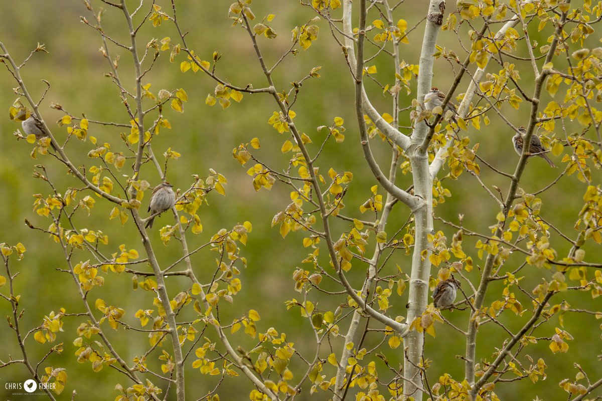 Loads of Chipping Sparrows all over #YYC the last few days. Nesting in the boreal forests, the numbers of migrants give us a sense of how much forest lies to the north of us.