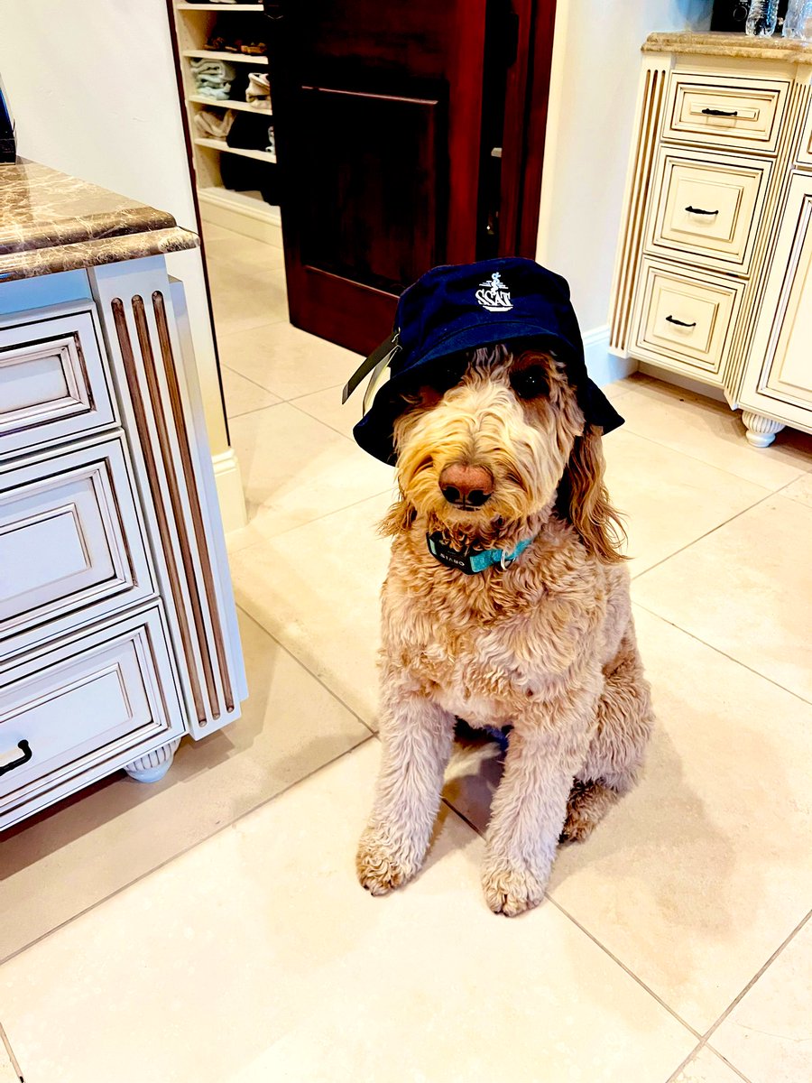 Do you like my 👒? My mommy @TaylorRiall is the President @SSATNews and got it for me in DC! Love and woofs, 🐶 Dakota #SSAT2024 #DDW2024 #surgicaldogs #dogs