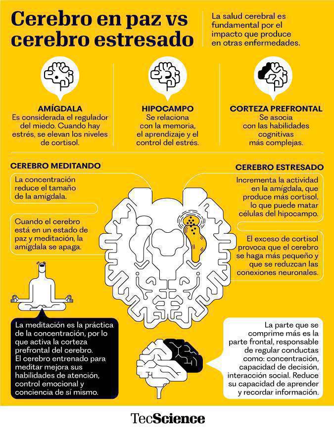 virginiog's tweet photo. El estrés laboral crea daños en el sistema nervioso que disminuye nuestra capacidad cognitiva

Un cerebro estresado desconecta el área orbitofrontal, una región vinculada con la toma de decisiones.

El estrés intoxica nuestras funciones cerebrales

Clave: desconectar descansar https://t.co/qviIlDBnis
