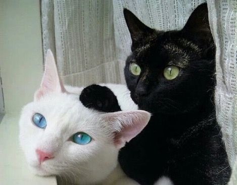 Posts Of Cats tweet media