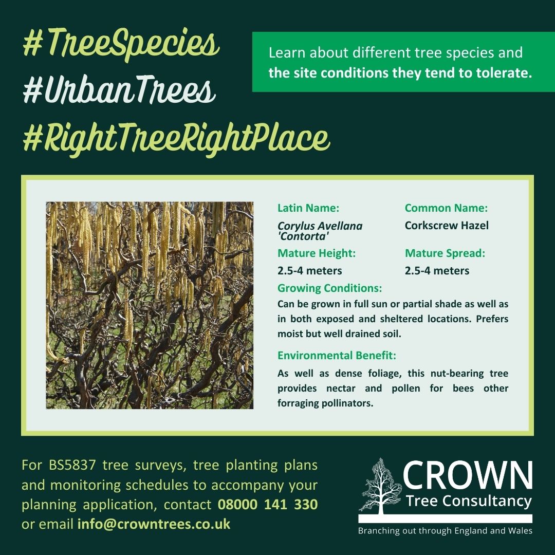 Crown Tree Consultancy tweet media