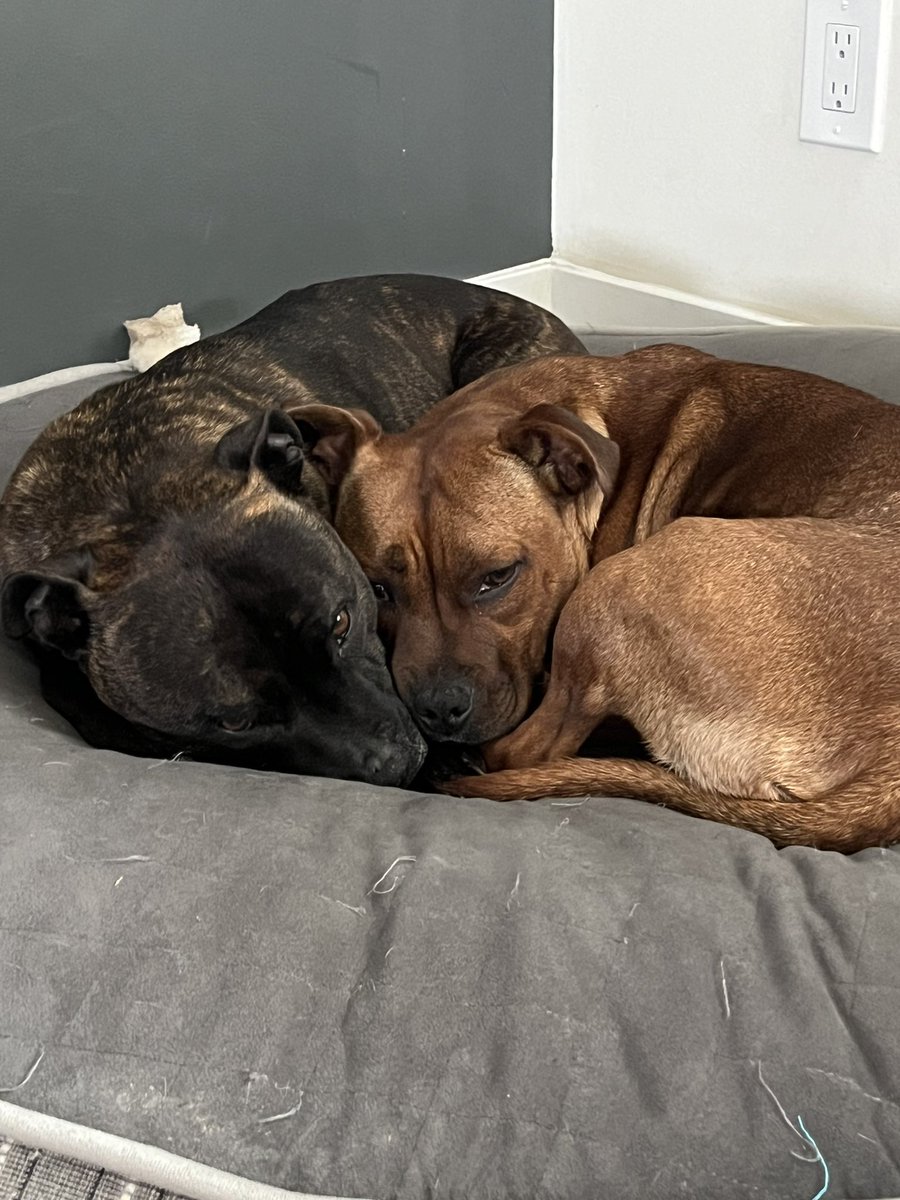 Dad and daughter having a morning cuddle! #staffy #PuppOfTheDay @Staffie_Lovers @IStaffies @pitbullsad