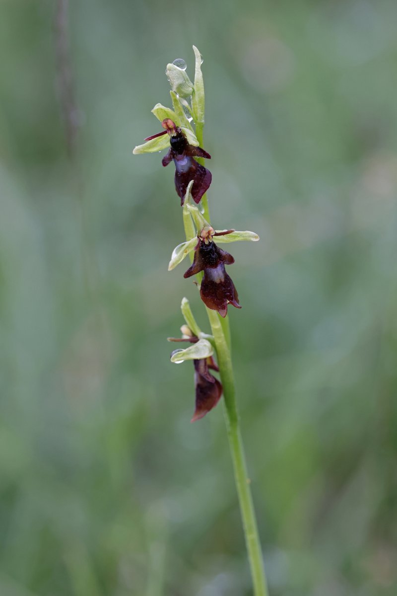 Just back from 4 days in the NY Moors, Duke of Burgundy, Green Hairstreak, Pearl Bordered Fritillary and Fly Orchids <a href="/BC_Yorkshire/">Butterfly Conservation Yorkshire</a> <a href="/ukorchids/">Wild Orchids UK & Ireland</a>