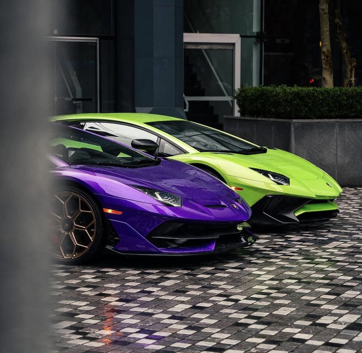 Green SV or purple SVJ ??