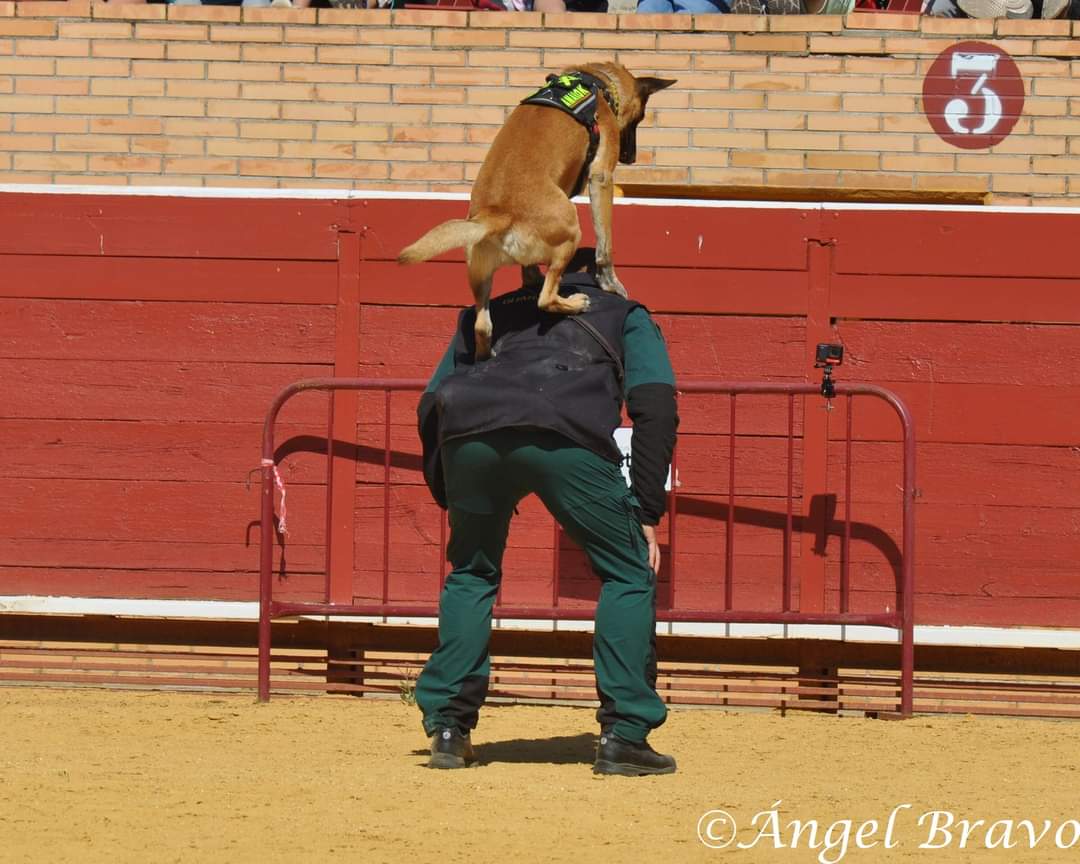 museo_rey's tweet photo. Amarok, perro de @guardiacivil protagonista en las VI Jornadas policiales y militares de guías caninos Internacionales, subiéndose a los hombros de su guía.

Fotos Angel Bravo Hernandez https://t.co/3yIzlNxOsv