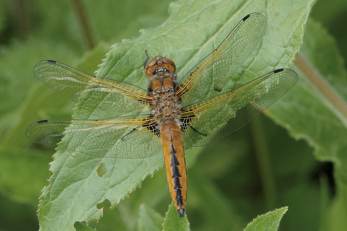 Also at Exminster Marshes some smart fresh Scarce Chasers (Libellula fulva) along the canal bank. Europe's Dragonflies (Dave Smallshire & Andy Swash, 2020) nicely describes the bell-shaped markings on the abdomen - a great book 👍