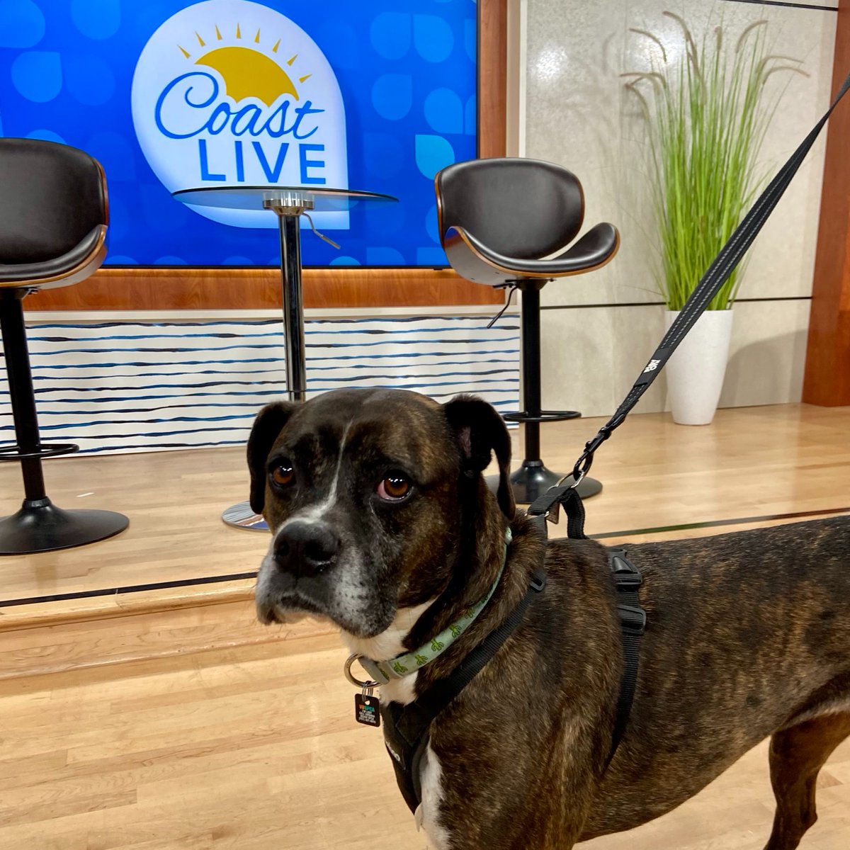 Did you know that slowing adoption rates are leading to longer stays in shelters for animals like Petunia?

Visit wtkr.com/coast-live/vbs… to learn how you can help.
