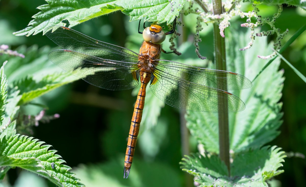 A surprise sighting at Friston Forest today, near the Gallops was a teneral Norfolk Hawker. Last year many were seen in Sussex, so hopefully 2024 will be even better. @BDSdragonflies @SussexWildlife @SxBRC