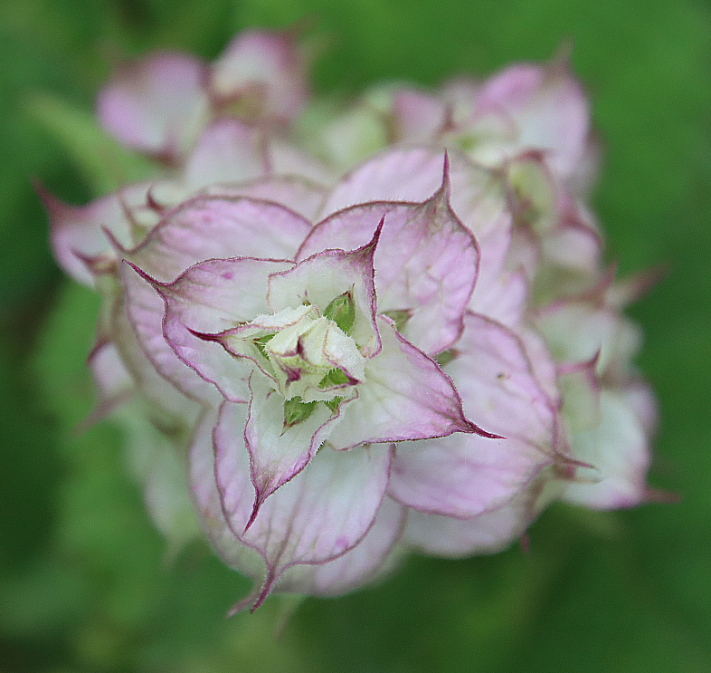 #Artenvielfalt in #Jena: Der Muskateller-Salbei ist eigentlich am Mittelmeer zu Hause und kommt bei uns nur als Zierpflanze vor. Dieser hier ist auf eigene Faust in eine Wiese ausgewandert, fernab von der Verwandtschaft.