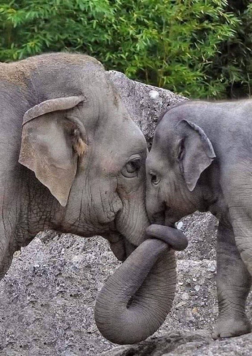 buitengebieden's tweet photo. Connection.. 😊 https://t.co/4KjrylsX2m