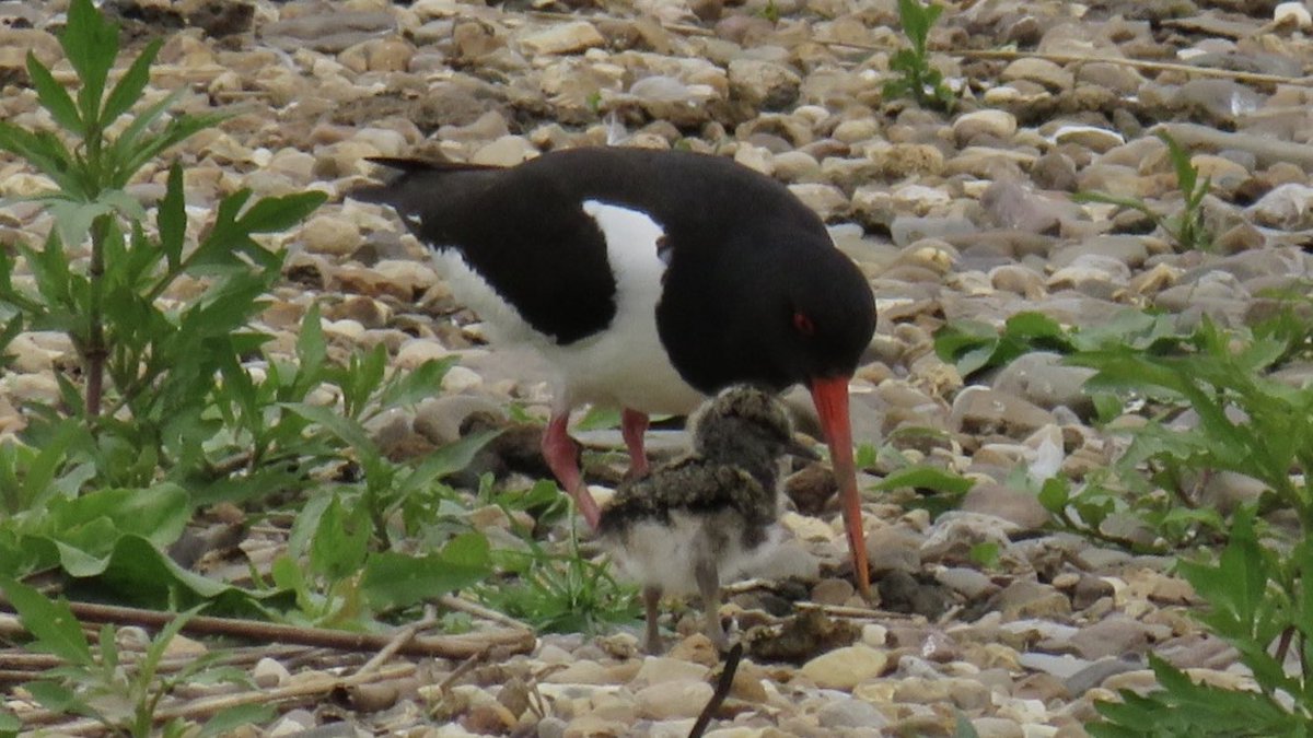 CurlewCrazy's tweet photo. Introducing the new Oystercatcher family at #uptonwarren’s Moors today @Natures_Voice @RSPBEngland @WestMidBirdClub @upstarts1979 @_BTO @waderquest @BTO_Worcs #WaderWednesday @WorcsWT https://t.co/QTb5Zstn49