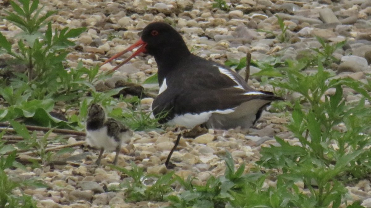 CurlewCrazy's tweet photo. Introducing the new Oystercatcher family at #uptonwarren’s Moors today @Natures_Voice @RSPBEngland @WestMidBirdClub @upstarts1979 @_BTO @waderquest @BTO_Worcs #WaderWednesday @WorcsWT https://t.co/QTb5Zstn49