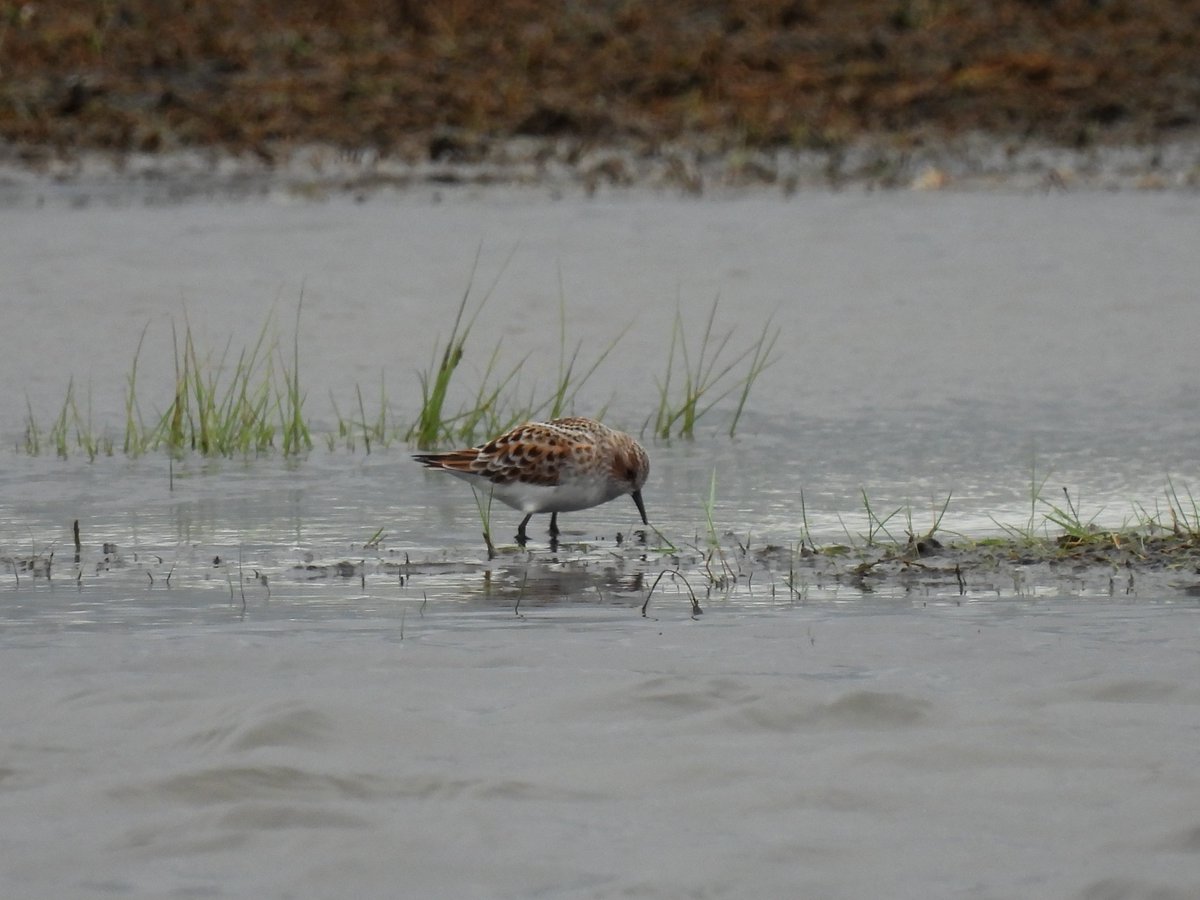 Little Stint today with 3 Ruff on Dornoch saltings . Nice  to see them in breeding plumage