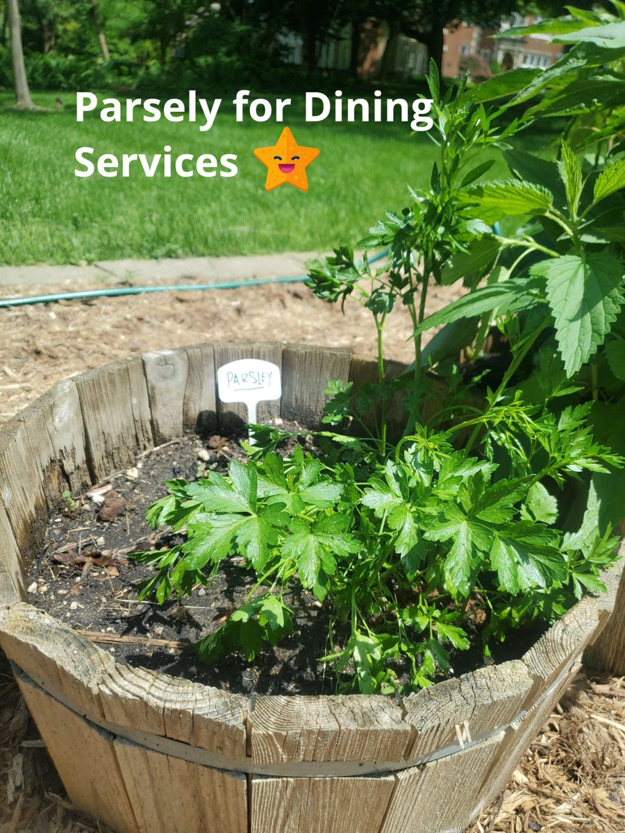 AQSustains's tweet photo. The AQ community garden is flourishing now that the bunnies are leaving us alone! The spinach and lettuce are almost ready. Fun Fact: Bloomsdale spinach can be harvested when the leaves are 3-6 inches and the plant has produced 4–6 leaves. Get your salad bowls ready. https://t.co/xj6CeaSAh8