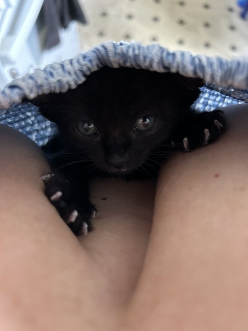 I&rsquo;m the only monster allowed between this human titties. 😅😅😅  Meet Neko someone found her and their siblings<a href="/tag/throne"class="tags"><span>#throne</span></a>