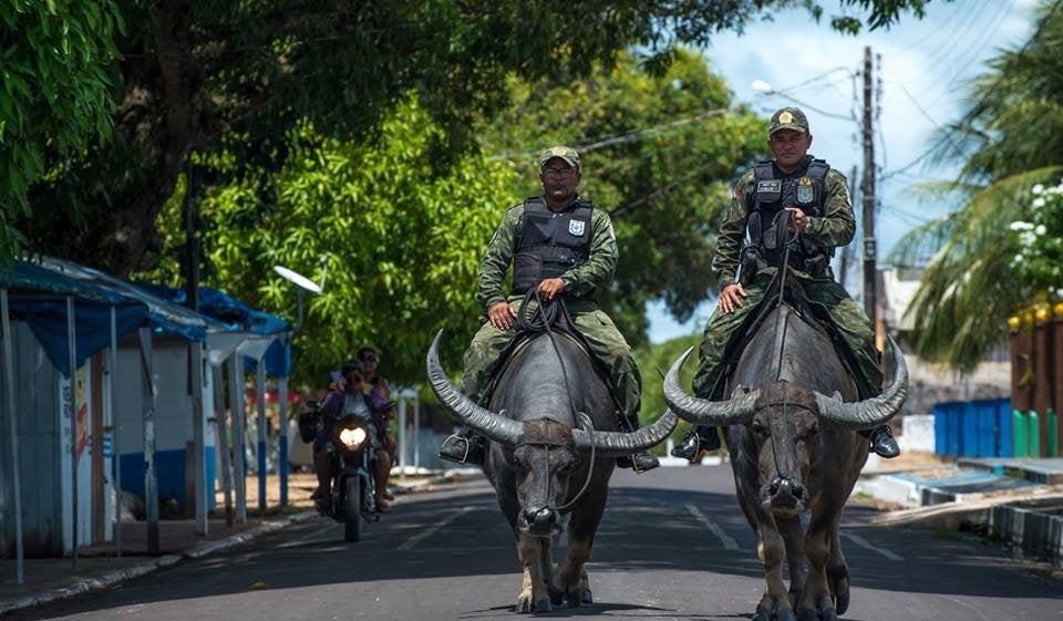 Police in Brazil use water buffaloes instead of horses to keep up with criminals trying to escape in rivers and swamps.