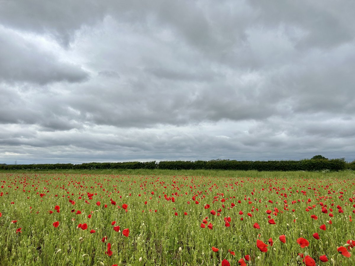 Poppies On The Wolds. 14°C and a chilly grey day. Skylarks