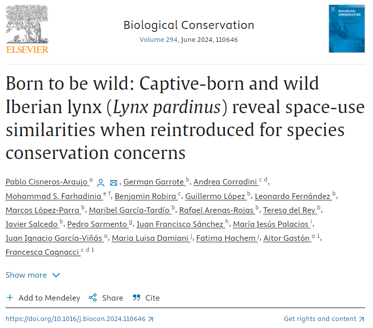 Our new study on the Iberian lynx is out!
Reintroduced Captive-born &amp; Wild lynxes shared many space-use and movement patterns leading to residency: this supported population establishment and the recovery of the species distribution range.
sciencedirect.com/science/articl…
(thread below)