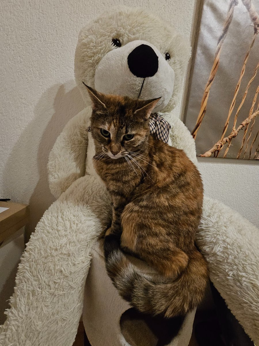 Das ist jetzt mein teddy #Katze