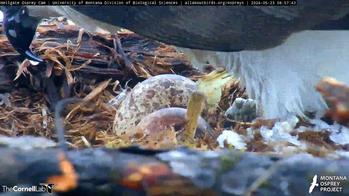08:57, 5/23 Oh those marvelous eggs. How well protected they are under Iris and Finnegan. Sometimes we get to grab a peek.
#HellgateOsprey