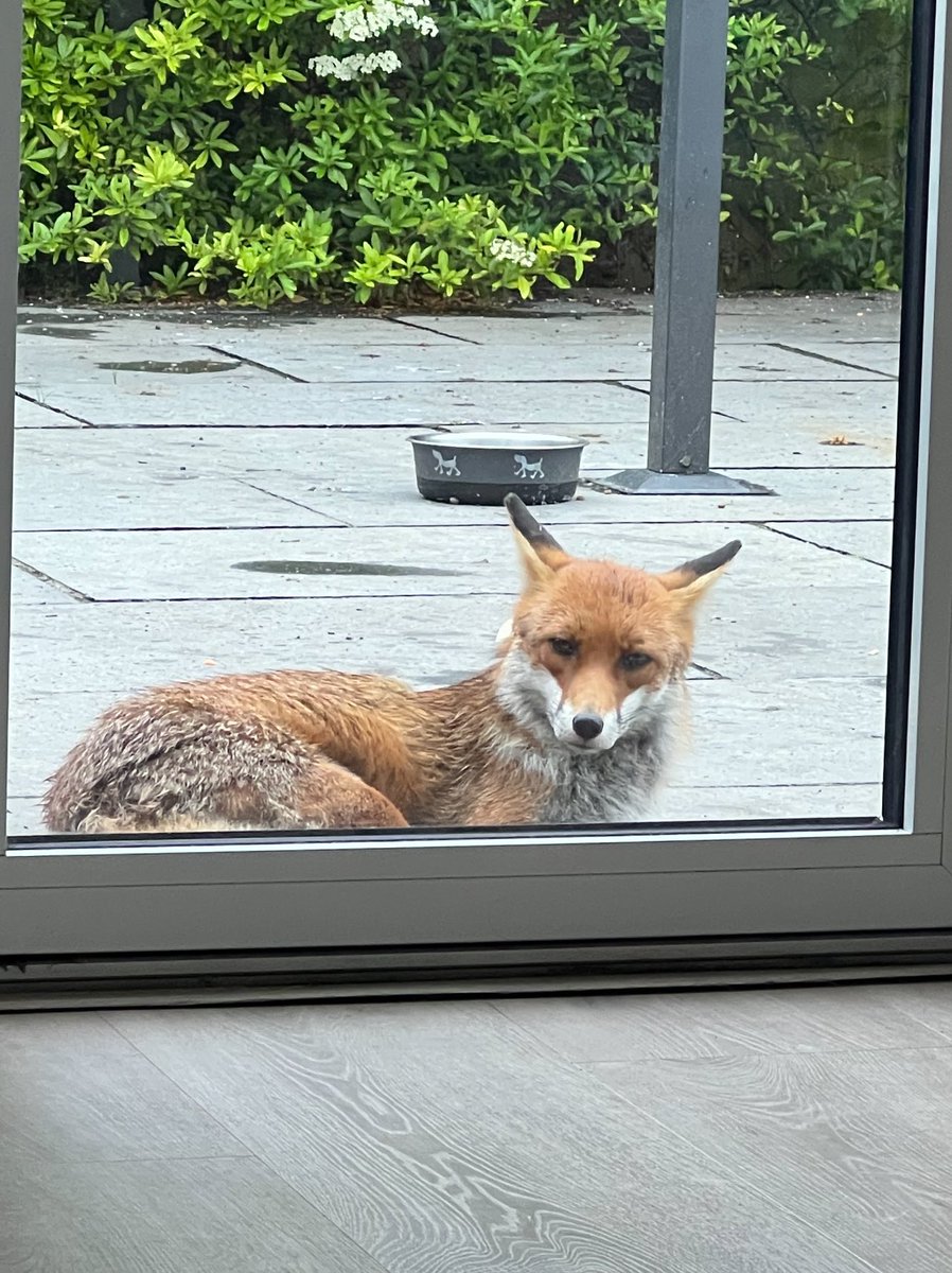 He’s looking at me like I’m sitting in his chair! #Fox #Foxes #foxlove #foxinmygarden #FoxOfTheDay #zorro #wildlifephotography #urbanfox #urbanwildlife