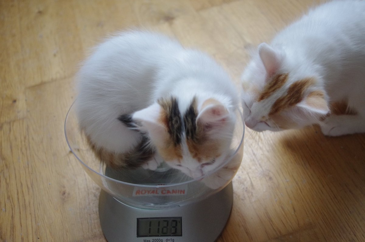 CatTulpan's tweet photo. 5 years ago with my mum Dani
#thro #TurkishVanCats #CatsOfTwitterwbackthursday https://t.co/VRYjChdJ2G
