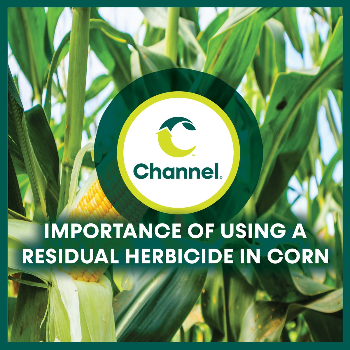 Unlocking the secrets to successful corn yields! 🌽 Discover why using a residual herbicide is a game-changer for your crop. Learn more from Channel Agronomist, Stetson Junek: spr.ly/6018dz39A #CornFarming #ResidualHerbicide #ChannelSeed