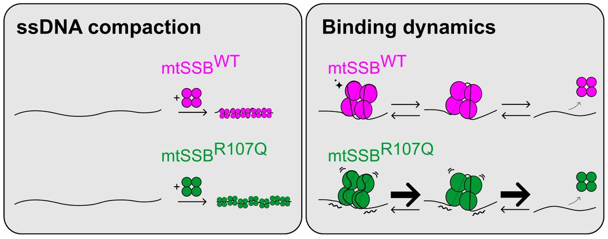 RadioBioPhysics's tweet photo. 📢 Paper alert! #mtDNA #replication

Using #singlemolecule techniques we showed that the pathological variant R107Q of mtSSB presents altered ssDNA compaction and binding dynamics.
Check out the story in @NAR_Open!

https://t.co/ncUZLzurfh https://t.co/aQIeWCM7cb