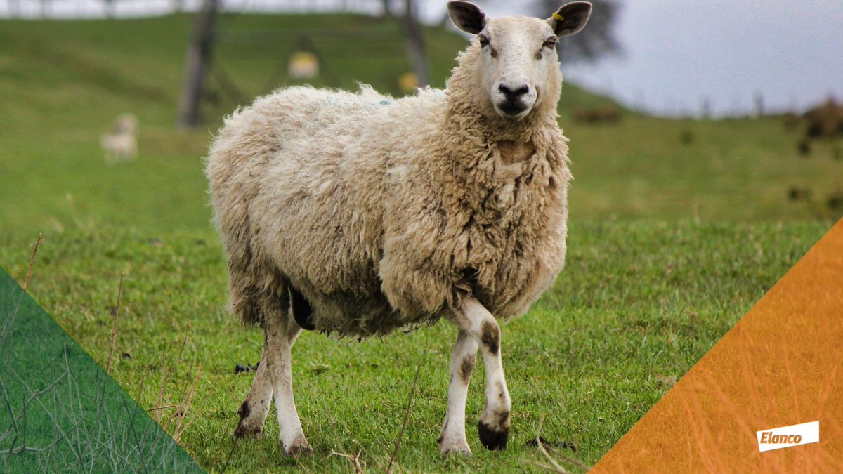 ElancoLivestock's tweet photo. During the grazing season, performing faecal egg counts (FEC) every three to four weeks is recommended to highlight worm burdens. But, why?
🪱 Avoids unnecessary treatment, reducing costs
🪱 Allows potential problems to be treated promptly
#WormControl #SheepHealth https://t.co/VVk01QWCdr