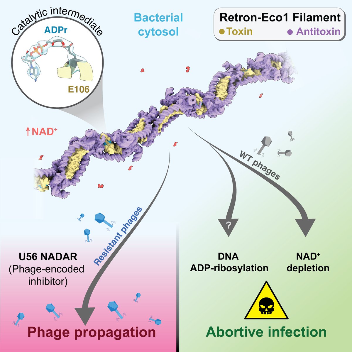 🧬 Thrilled to share our latest research on Retrons—a new chapter in this fascinating field! 🌟In this @MolecularCell paper, we reveal how Retron-Eco1 defends against phages. bit.ly/3WOlbsY Check the 🧵below! (1/20)