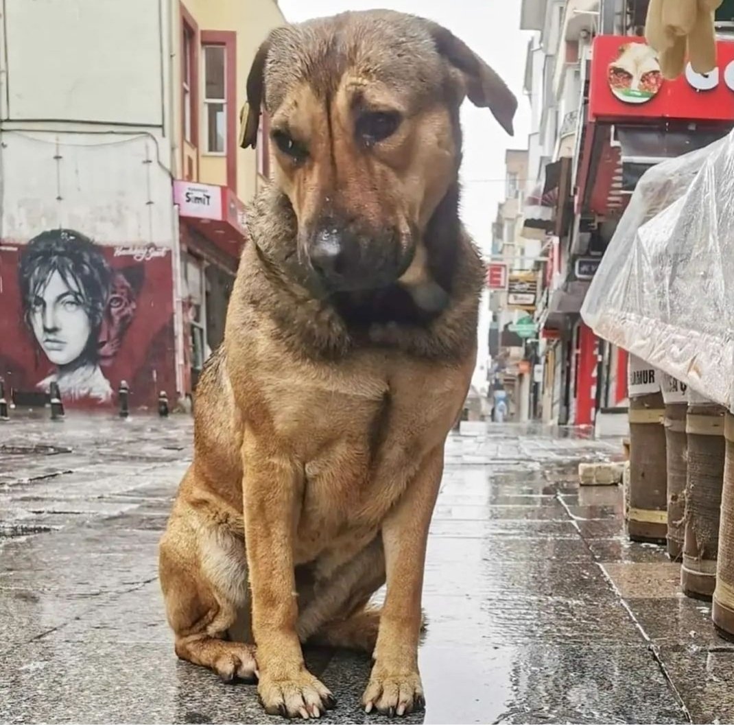 Öldürmek cinayettir, öldüren katil,
toplu cinayet katliamdır, katliamcı cani.
Zulmü yasa kılıfına uyduran sisteme
faşizm denir, savunana faşist!
Günü gelir, zalimler 
insanlığa hesap verir!

Katliama hayır!
#SokakHayvanlarıSahipsizDeğil