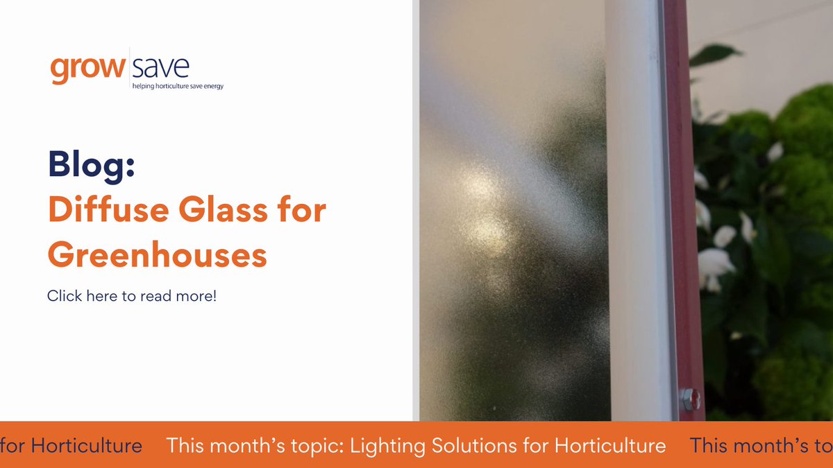 Grow_Save's tweet photo. To continue our focus, check out our blog on the benefits of diffuse glass in greenhouses! Discover how diffuse light can boost crop yield, reduce time to market, and improve plant quality. 🌱Click to read more and explore the latest research from Holland! https://t.co/ONPV4undI1 https://t.co/Re80k7pmOb
