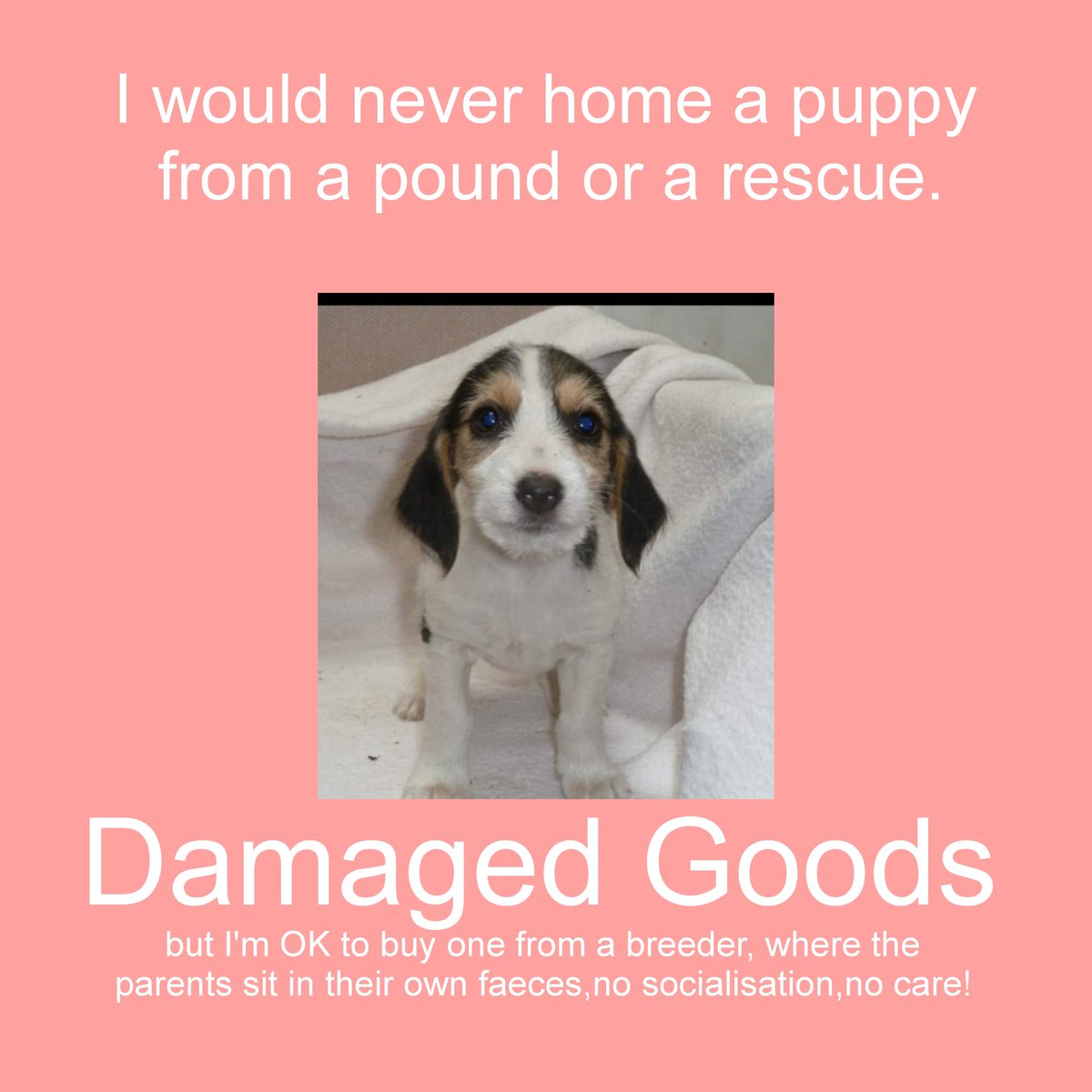 catlowry54's tweet photo. This 'damaged goods' is currently in #MonaghanPound if you are OK with this adorable damage please offer a home #puppiesinpounds https://t.co/XGQf53u50r