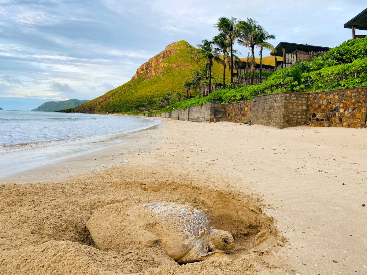 Did you know that <a href="/sixsenses/">Six Senses</a> Con Dao, Vietnam is committed to the conservation of endangered green turtles? 🐢 

Since 2018, they've ethically released close to 27,000 turtles!

By staying here, you can witness the start of their inspiring journey home. 💚

#WorldTurtleDay