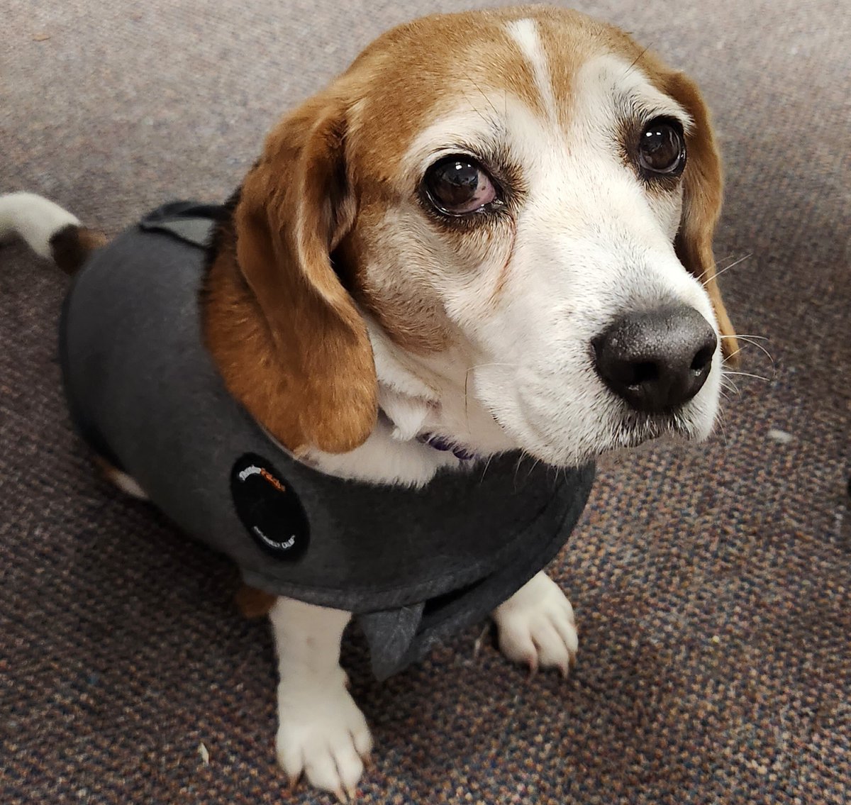 Inkdstores's tweet image. It's a Thunder Vest on at the office kinda day for Hazel Mae. 

Are you a best friends at the office type?