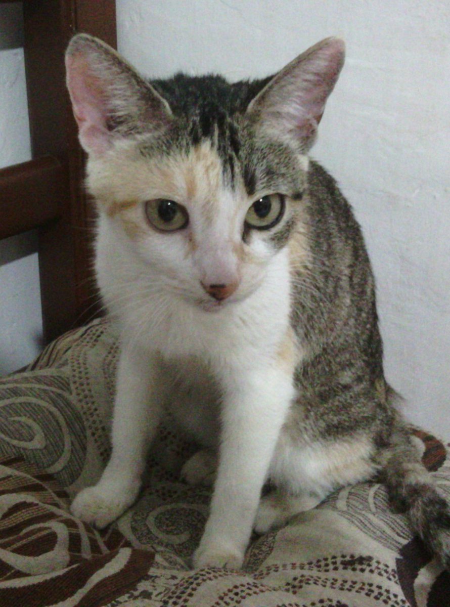 Xeon_Nameless's tweet photo. 🆘I'M IN DIRE NEED OF HELP🆘 My cat Soka is pregnant, yesterday was supposed to be the day she was going to give birth to her kittens but something is wrong, I went to the vet and it looks like she needs surgery. I hope to raise 450usd, use https://t.co/5hBhAtTcge for donations! https://t.co/5h8OlzAqT4