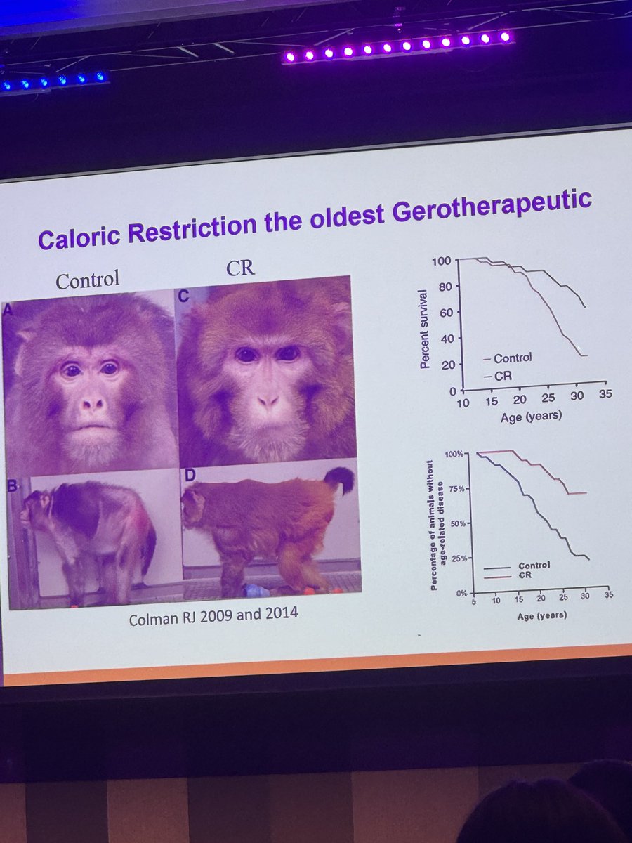 Learning about ageing from monkeys 🐵 #BGSconf
