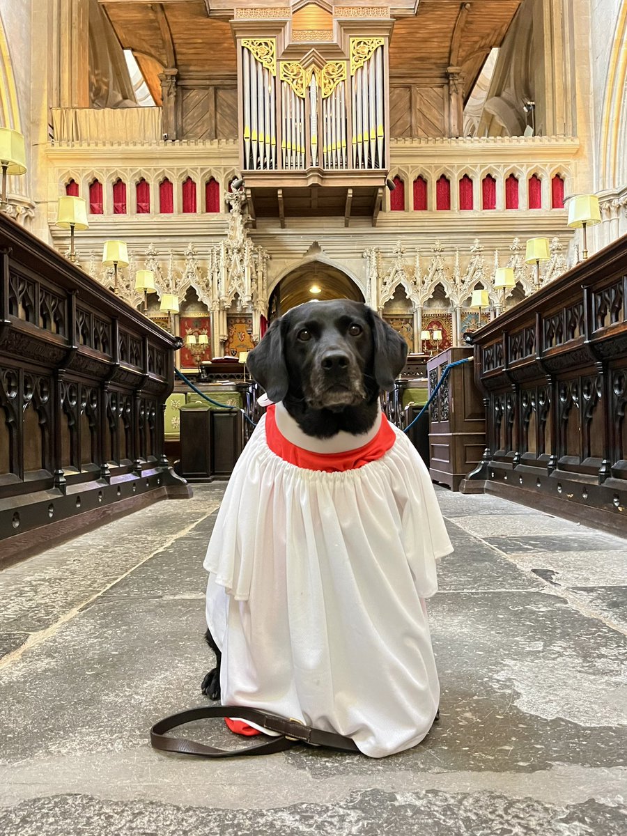 @MollyBoot1 Sending you our very best wishes for your ordination. #cathedraldog and I will be thinking of you. 🐾